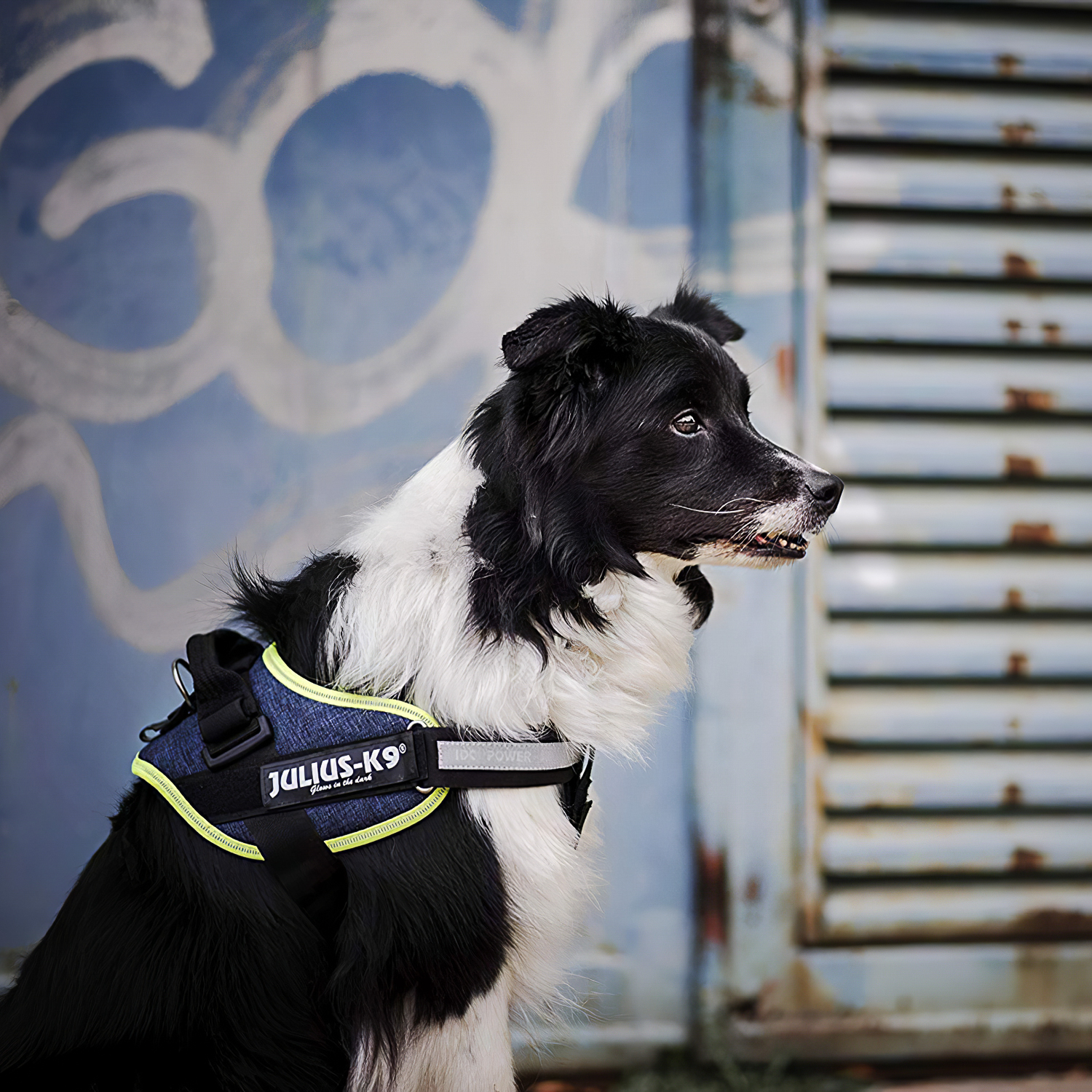 JULIUS-K9 шлейка для собак IDC®-Powerharness 0 (58-76см/ 14-25кг), джинса-зеленый неон СКИДКА 40%
