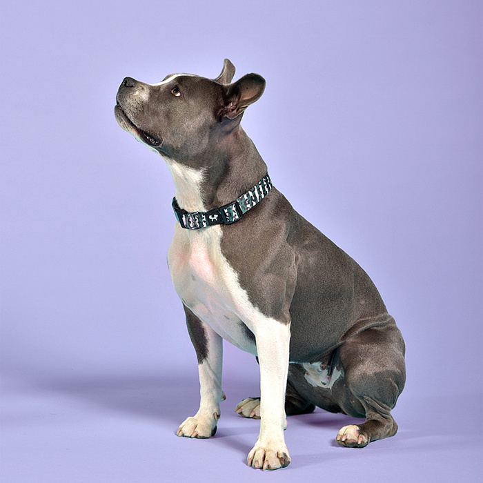 Ошейник United Pets для собак Complete me M 34-56/2 см, розовый камуфляж