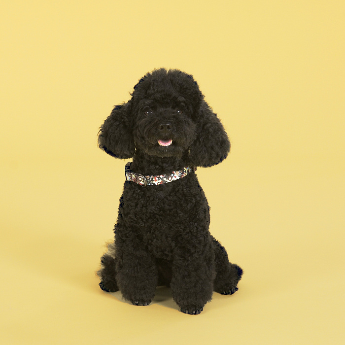 Ошейник United Pets для собак Complete me M 34-56/2 см, разноцветный рисунок