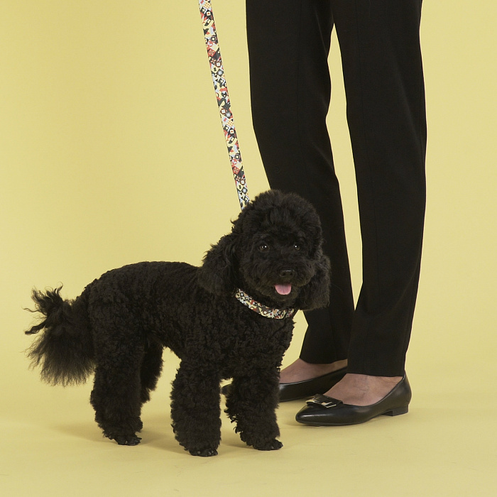 Ошейник United Pets для собак Complete me M 34-56/2 см, разноцветный рисунок