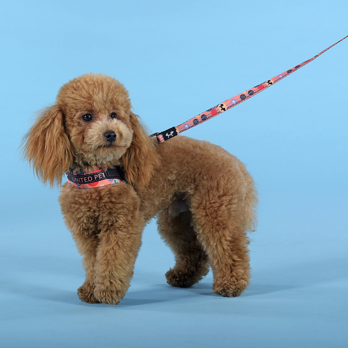 Шлейка United Pets для собак Complete me Forever 1,5 x 34-42 см, оранжевая с рисунком