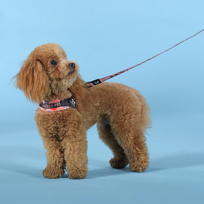 Шлейка United Pets для собак Complete me Forever 2,5 x 40-54 см, оранжевая с рисунком