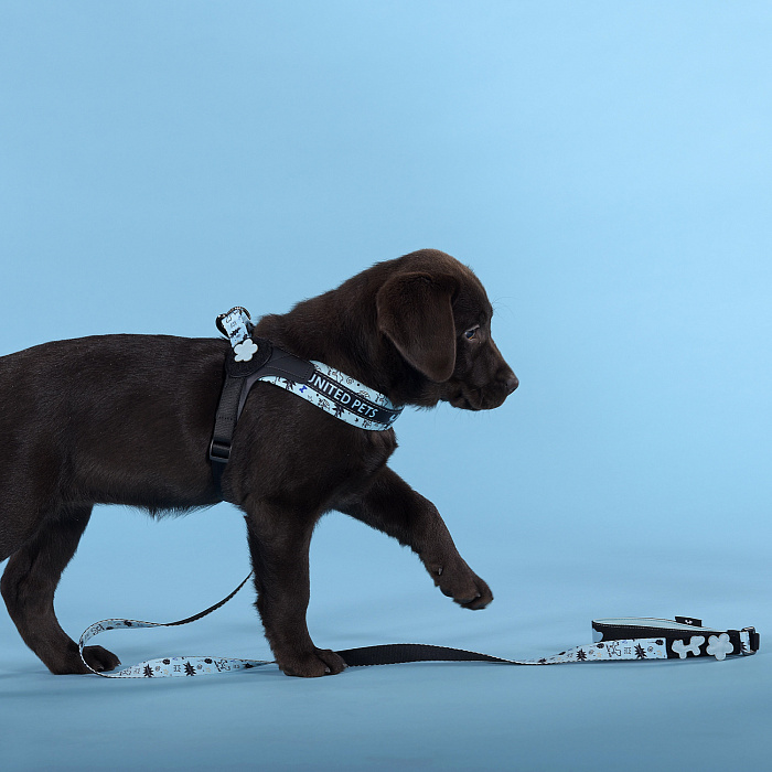 Шлейка United Pets для собак Complete me Writing 2,5 x 40-54 см, голубая с рисунком