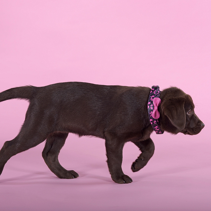 Ошейник United Pets для собак Complete me Identity S 26-40/1,6 см, черный с розовым