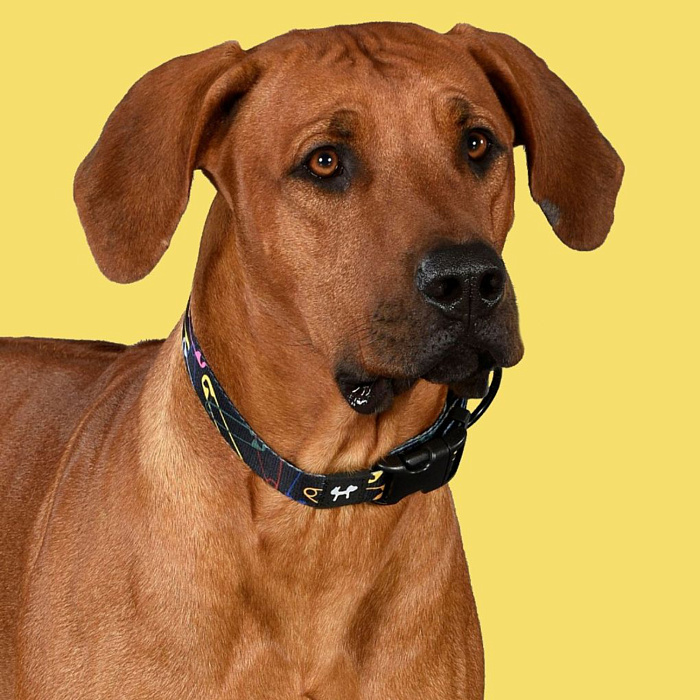 Ошейник United Pets для собак Complete me M 20 x 340/560mm, черный с разноцветными булавками