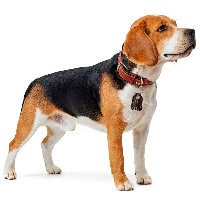 Hunter ошейник для собак Lucca 50/2,8 (35-42 см) кожа, коричневый СКИДКА 50%