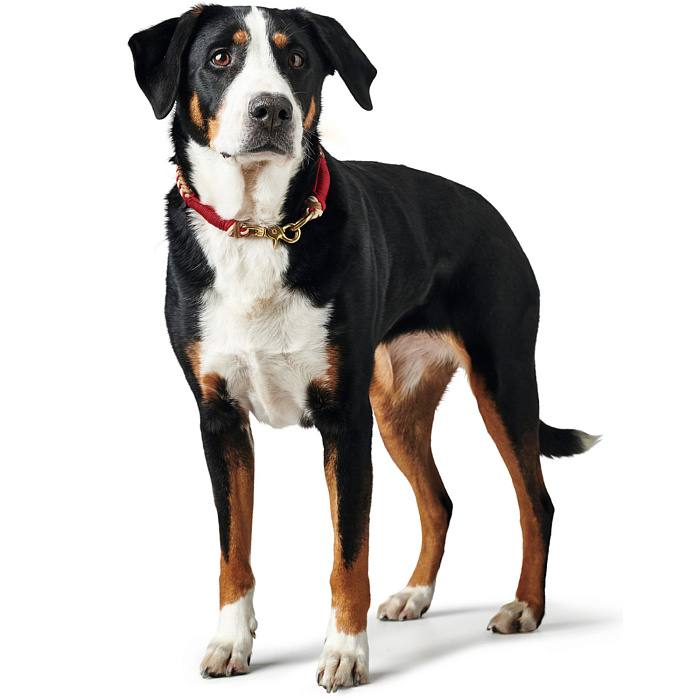 Hunter oшейник для собак Tinnum 50 / M-L (50 см) красный с бежевым СКИДКА 50%