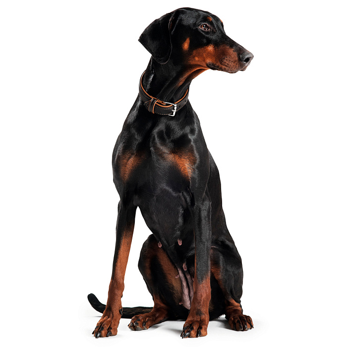 Hunter ошейник для собак Canadian 65 (50-56 см) кожа лося черный / коньячный СКИДКА 50%