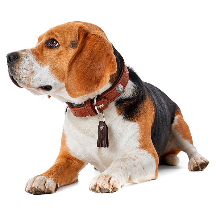 Hunter ошейник для собак Cody 55 (42-48 см) / 3,5 кожа бизона коньячный / темно коричневый СКИДКА 50%