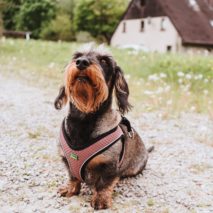 Hunter шлейка для собак Hilo Comfort 40-46 см, сетчатый текстиль, пыльная роза СКИДКА 40%