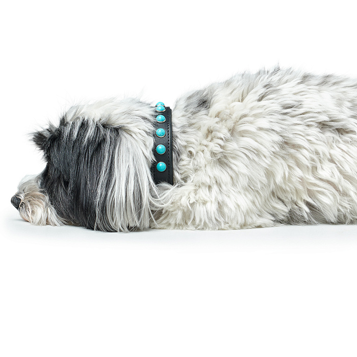 Hunter ошейник для собак Modica XS (19-25 см) натуральная кожа, черный, фурнитура с имитацией бирюзы СКИДКА 40%