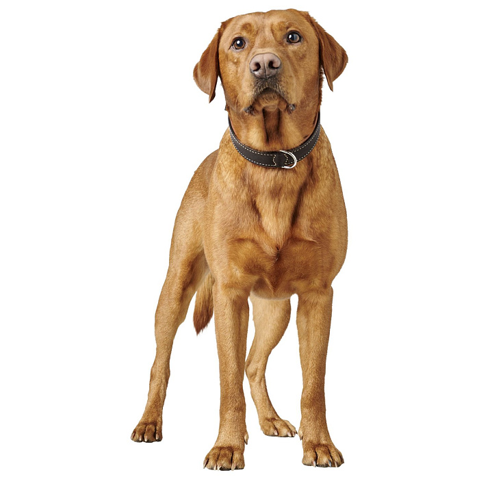 Ошейник Hunter Canadian UP для собак, обхват 50-56 см, длина 65 см, черный/коньячный