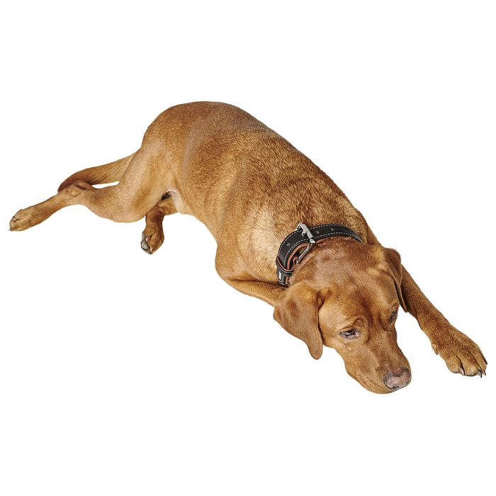 Ошейник Hunter Canadian UP для собак, обхват 50-56 см, длина 65 см, черный/коньячный