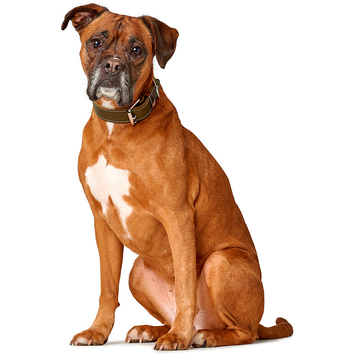 Hunter ошейник для собак Aalborg special 45 / 3,5 (30-38 см) кожа, оливковый