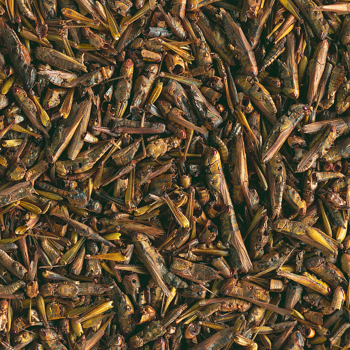 Tetra ReptoDelica Grasshoppers лакомство для водных черепах (кузнечики) 250 мл