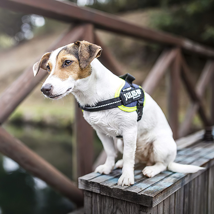 JULIUS-K9 шлейка для собак IDC®-Powerharness XS/Mini-Mini (40-53см/ 4-7кг), джинса-зеленый неон СКИДКА 50%
