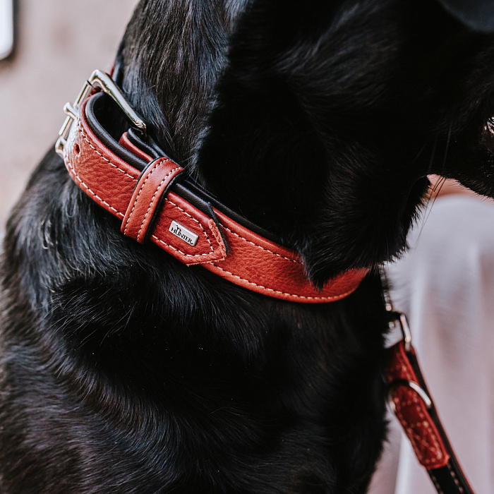 Ошейник Hunter Canadian UP для собак, обхват 37-43 см, длина 50, коньячно-черный