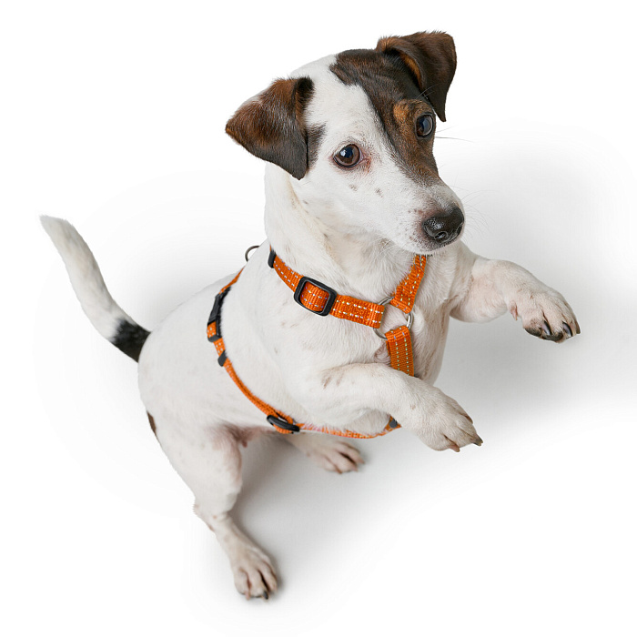Hunter шлейка для собак Tripoli XS-S (37-52 см), нейлон оранжевая, светоотражающая