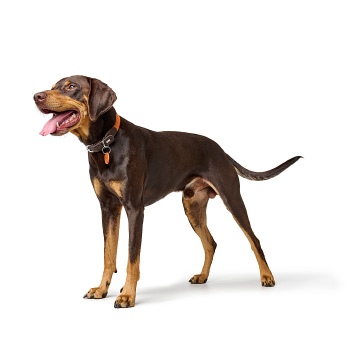 Hunter ошейник для собак Lemvig S (45 см), натуральная кожа, коричнево-оранжевый дуотон