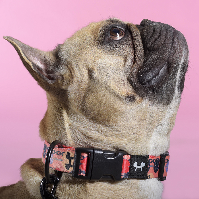 Ошейник United Pets для собак Complete me Forever L 43-73/2,5 см, оранжевый с рисунком