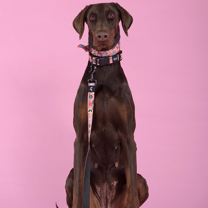 Ошейник United Pets для собак Complete me Forever L 43-73/2,5 см, оранжевый с рисунком