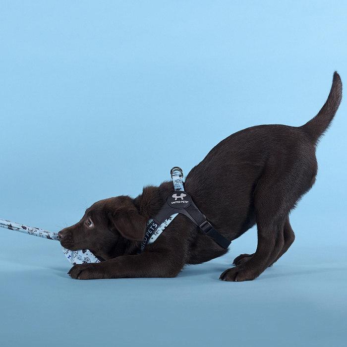 Шлейка United Pets для собак Complete me Writing 1,5 x 34-42 см, голубая с рисунком