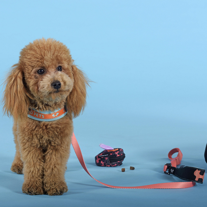 Шлейка United Pets для собак Complete me 1,5 x 34-42 см, голубая с оранжевым