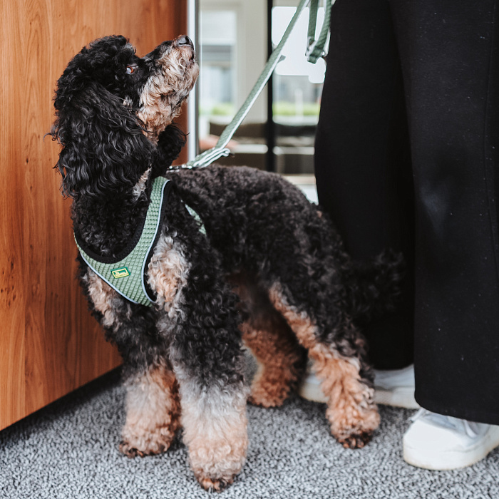 Hunter шлейка для собак Hilo Comfort 31-33 см, сетчатый текстиль, оливковая СКИДКА 40%