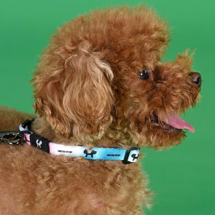 Ошейник United Pets для собак Complete me M 20 x 340/560mm, розово-голубой тай-дай