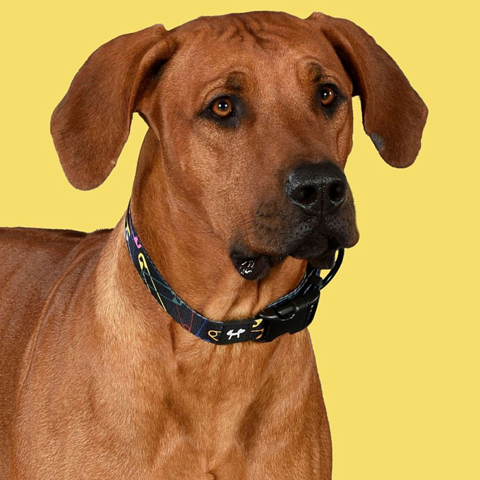 Ошейник United Pets для собак Complete me L 25 x 430/730mm, черный с разноцветными булавками