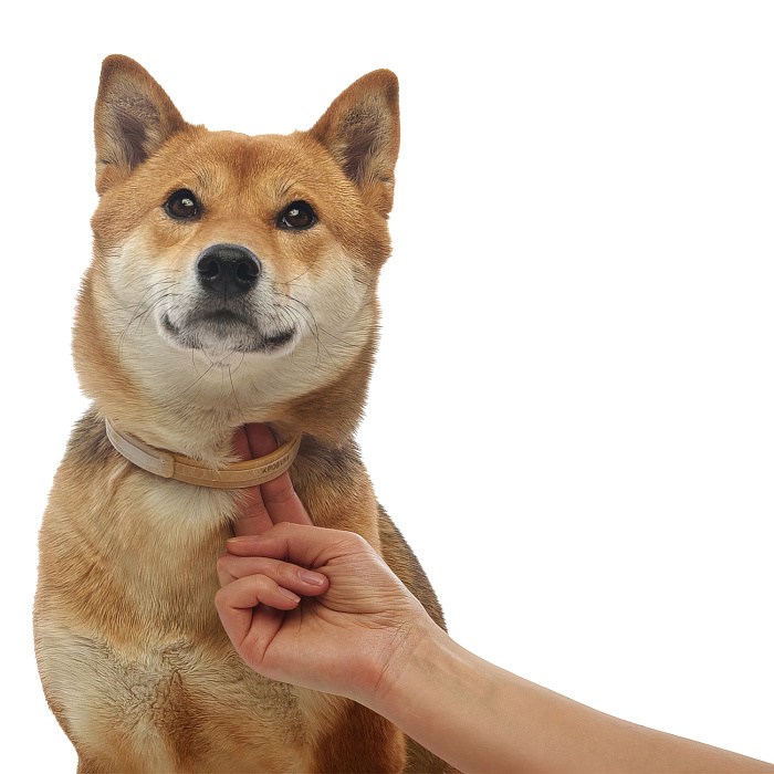 Bayer Килтикс ошейник от клещей 66 см для собак крупных пород