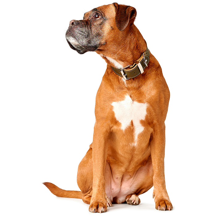 Hunter ошейник для собак Aalborg special 35 / 2 (24-30 см) кожа, оливковый