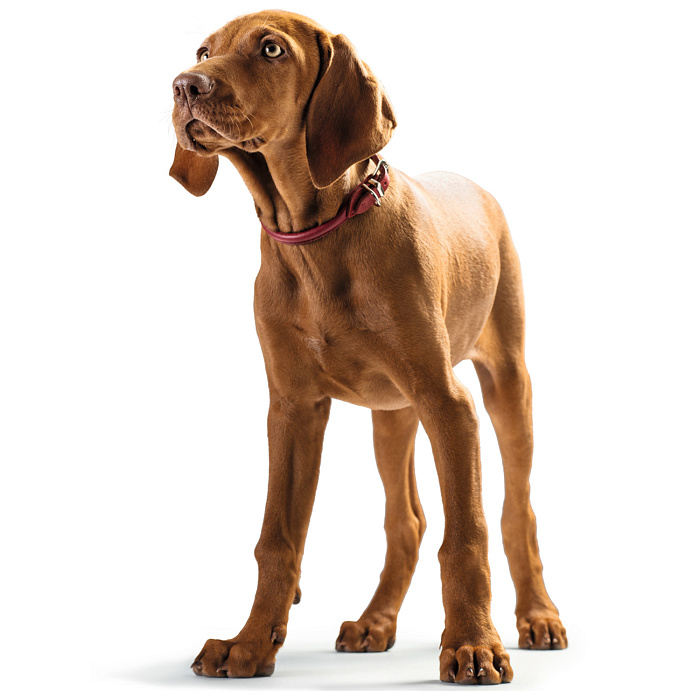 Hunter ошейник для собак Round&Soft Elk 37 (30-33 см)/0,6 см кожа лося красный чили СКИДКА 40%