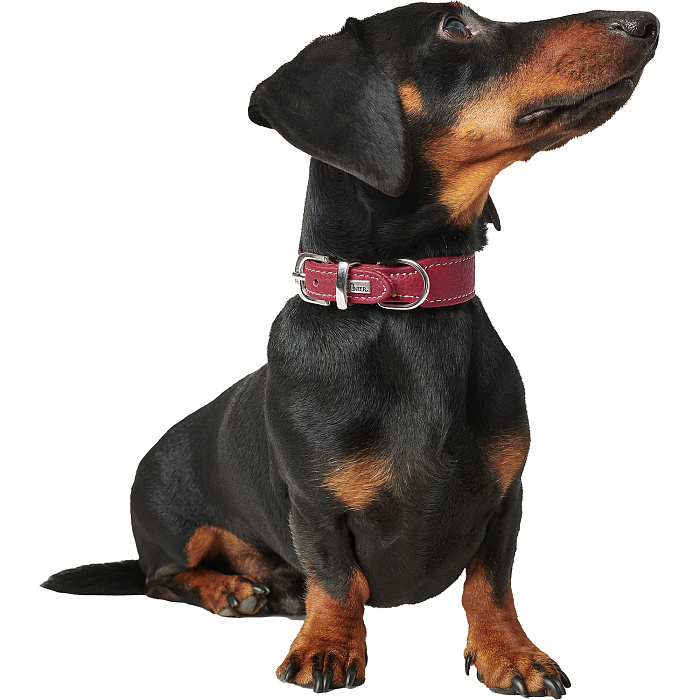 Hunter ошейник для собак Cannes Mini 32 (23-27,5)/2,5 см натуральная кожа бордовый СКИДКА 50%