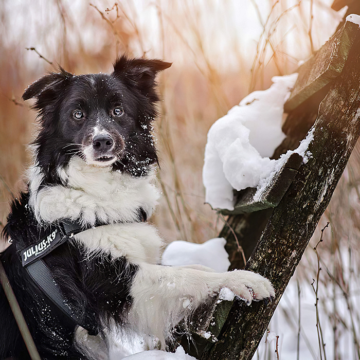 JULIUS-K9 шлейка для собак Ремни Color & Gray IDC® 1 (61-80см / 23-30кг), черный