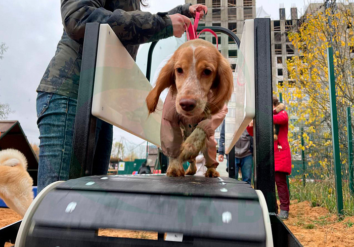 ТД ВЕТ Профессиональный беговой тренажёр для собак FriskyPet Модель 4 (размер бегового полотна 390х1400мм)