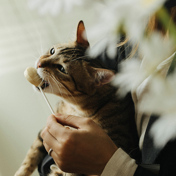 Лакомство Ranova для собак сублимированное на палочке микс вкусов: козье молоко*2; клюква*2; тыква*2, 8 г х 6 шт