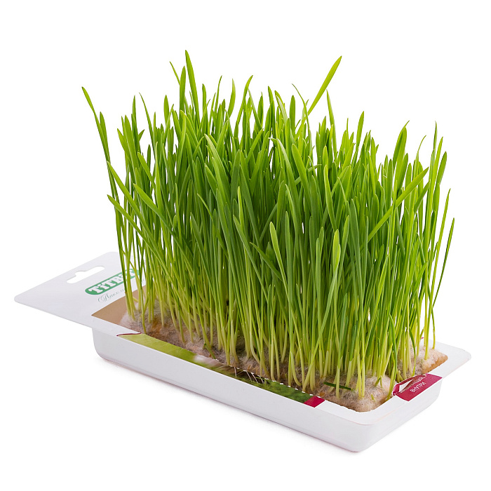 Трава TiTBiT для кошек овес 40г