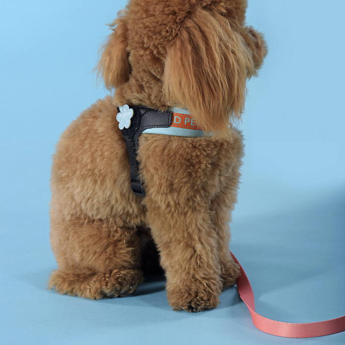 Шлейка United Pets для собак Complete me 2,5 x 40-54 см, голубая с оранжевым СКИДКА 30%