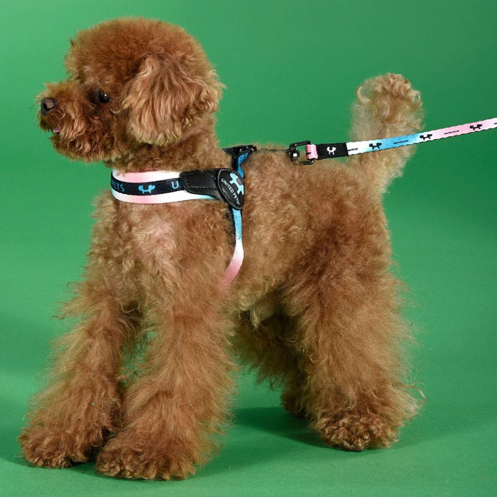 Поводок United Pets для собак Complete me 25 x 1200 mm, розово-голубой тай-дай СКИДКА 40%