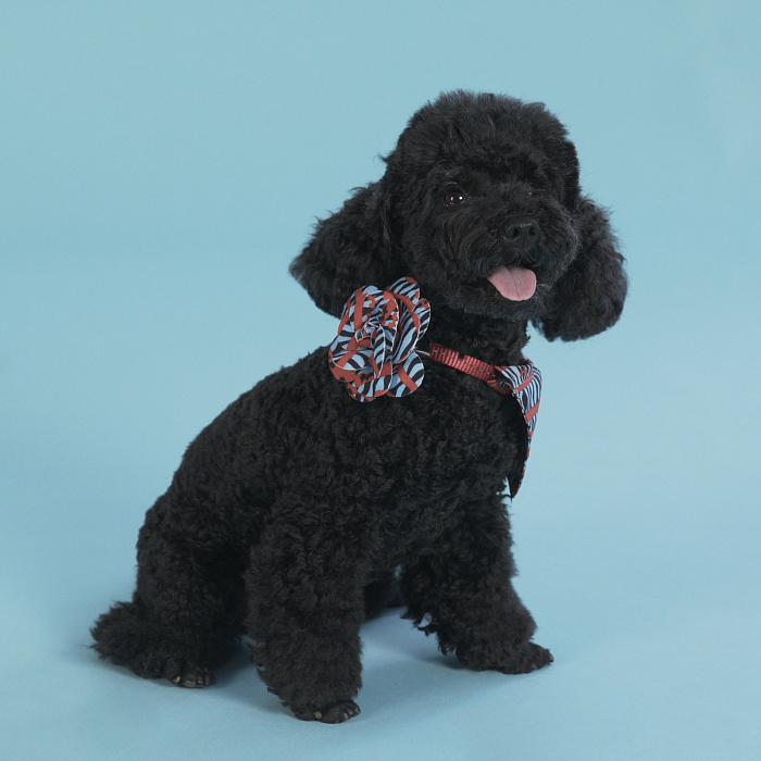 Аксессуар United Pets для собак Complete me Роза, красная зебра СКИДКА 50%