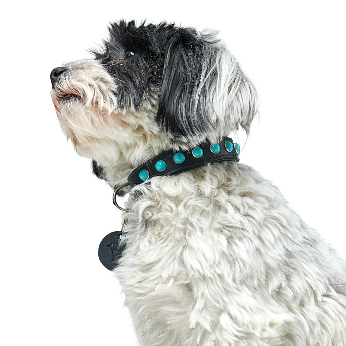Hunter ошейник для собак Modica XS-S (24-30 см) натуральная кожа, черный, фурнитура с имитацией бирюзы СКИДКА 50%