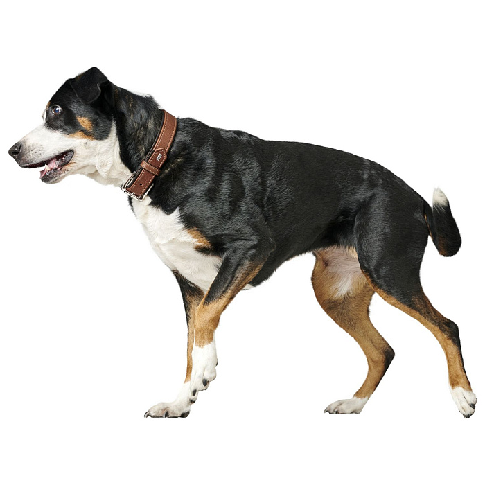 Ошейник Hunter Canadian UP для собак, обхват 42-48 см, длина 55 см, коньячно-черный