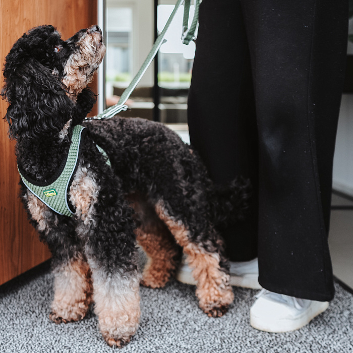 Hunter поводок-перестежка для собак Hilo 15 / 200 нейлон оливковый СКИДКА 50%