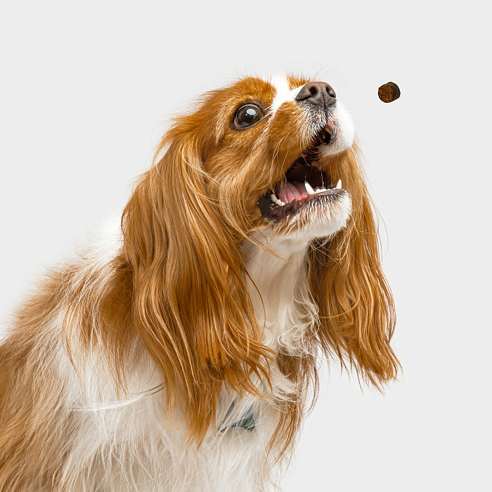 Favet Функциональное лакомство MultivitaminDog Soft Chews для кожи и шерсти для собак, 120г