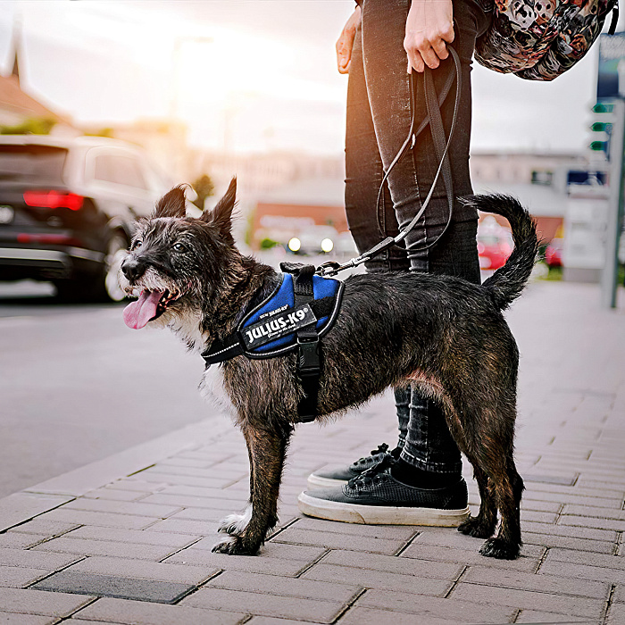 JULIUS-K9 шлейка для собак IDC®-Powerharness Mini-Mini (40-53см/ 4-7кг), синий СКИДКА 50%
