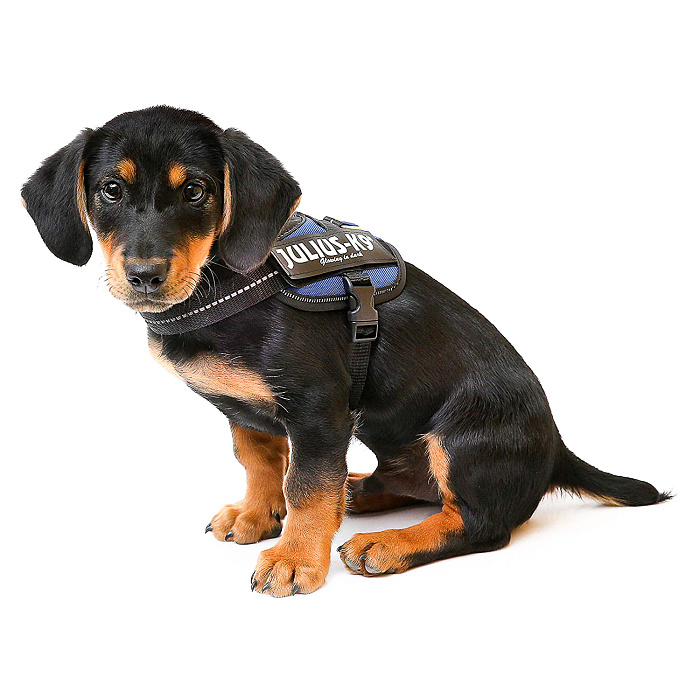 JULIUS-K9 шлейка для собак IDC®-Powerharness Mini-Mini (40-53см/ 4-7кг), синий СКИДКА 50%