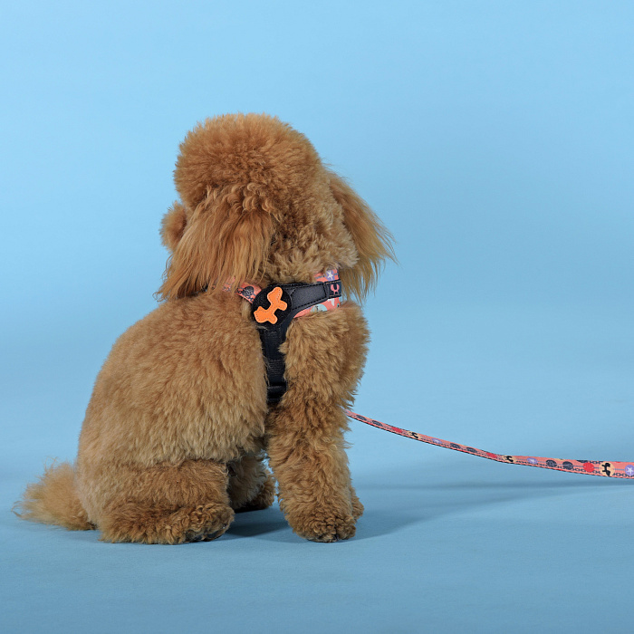 Шлейка United Pets для собак Complete me Forever 3,5 x 48-64 см, оранжевая с рисунком СКИДКА 30%