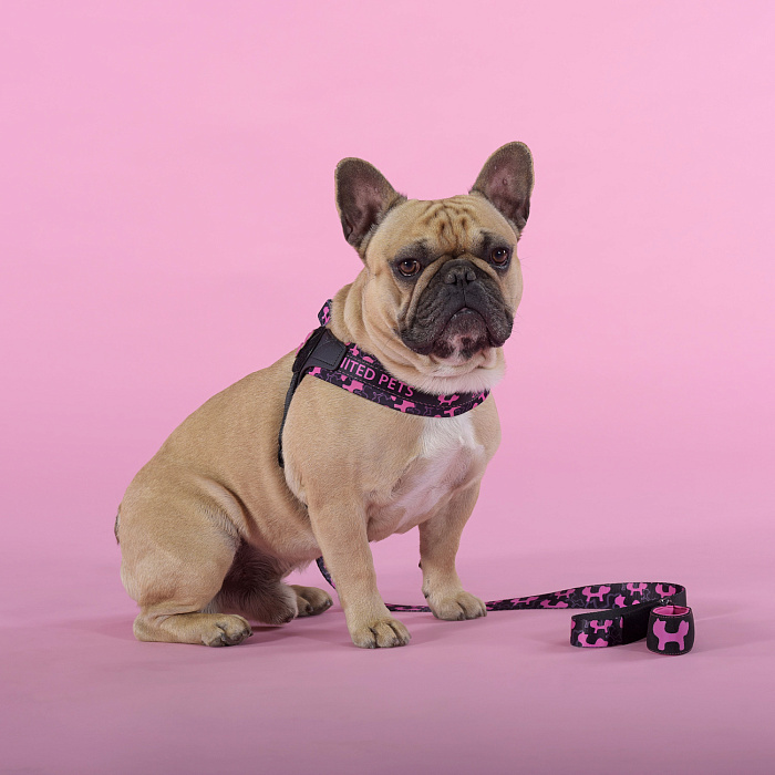 Шлейка United Pets для собак Complete me Identity 1,5 x 34-42 см, черная с розовым СКИДКА 30%