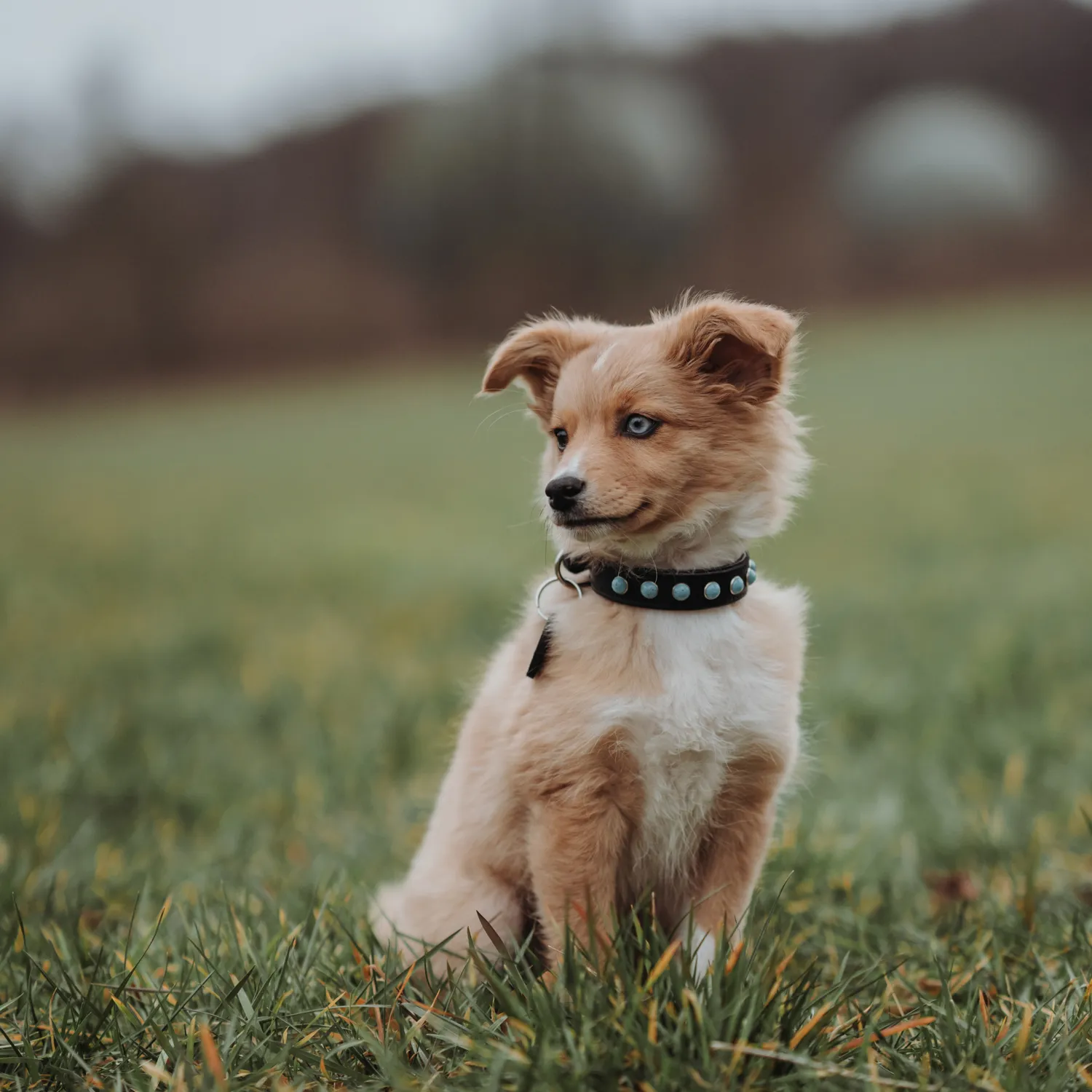 Hunter ошейник для собак Modica XS-S (24-30 см) натуральная кожа, черный, фурнитура с имитацией бирюзы СКИДКА 40%